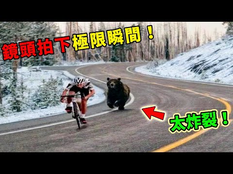 10個人獸奇遇的真實瞬間！第二名把人類當寵物，第一名冤到全網笑瘋！