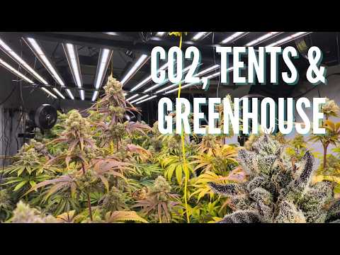 Frost Indoors, Jungle Outdoors | Late Flower & Veg Update