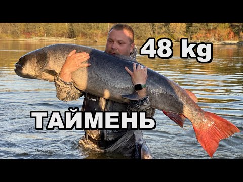 Taimen 48 kg/Hucho taimen