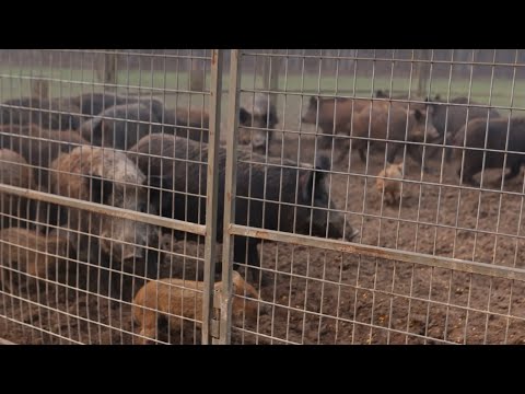 My new RECORD wild hog catch. 16 MILLION VIEWS!!!!