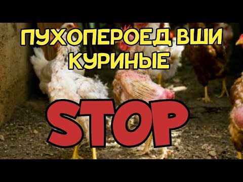 Как вывести пухопероеда и вшей у кур/ ЧЕГО НЕ НУЖНО ДЕЛАТЬ