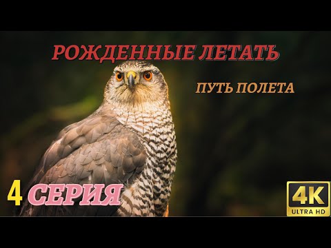 Мир Дикой Природы. Рожденные летать. Документальный Фильм 4K. 4 серия из 4
