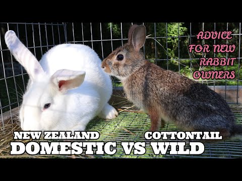 COTTONTAILS VS DOMESTICATED/ ADVICE FOR NEW RABBIT OWNERS