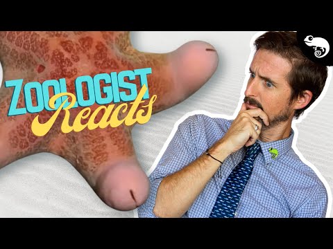 Zoologist Reacts To Viral Animal TikTok