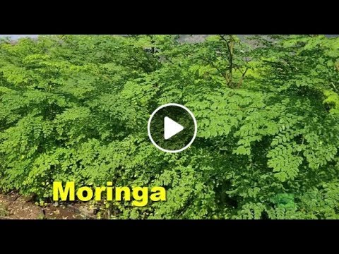 How To Grow Moringa Step By Step