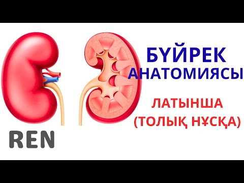 БҮЙРЕК АНАТОМИЯСЫ | ҚҰРЫЛЫСЫ | ҚЫЗМЕТІ | ҚАЗАҚША | ЛАТЫНША