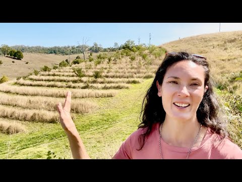 How to reforest a steep slope without swales or irrigation 🌱🌿🌳