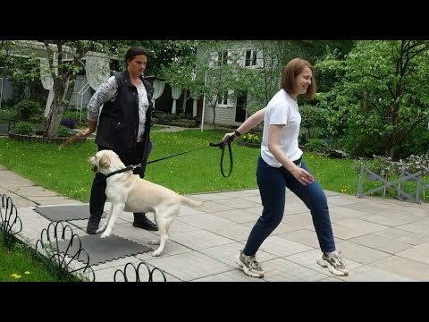 DT - 358. Labrador pulls and doesn't listen on a walk.