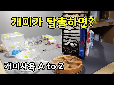 개미집은 어디서 살까? 개미가 탈출하면? 개미 사육의 세계 [오브리더]