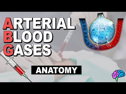 Respiratory System Anatomy | Arterial Blood Gas (Part 1)