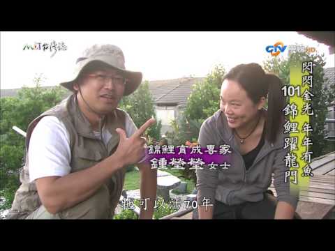 【MIT台灣誌 #501】年年有魚 金光閃閃 101錦鯉躍龍門_1080p
