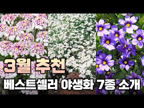 (Comment Event) Introducing 7 best-selling wildflowers that are perfect for planting now.