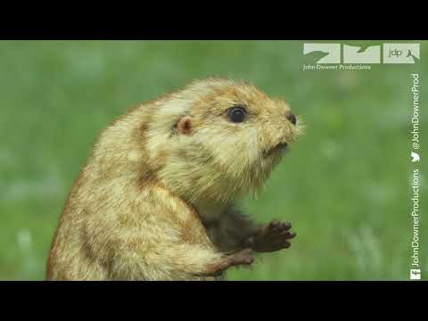 Will Robotic Prairie Dog Get To Steal A Kiss?