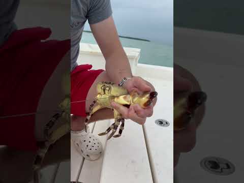 How to remove a stone crab claw so easily! #shorts #crab #ocean