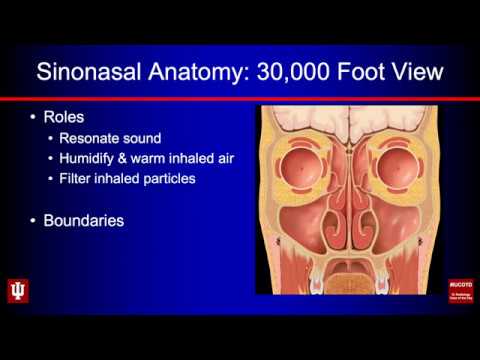 Sinonasal Anatomy