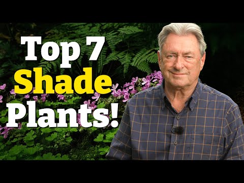 My Top 7 Plants for Shade - Transform Your Garden!