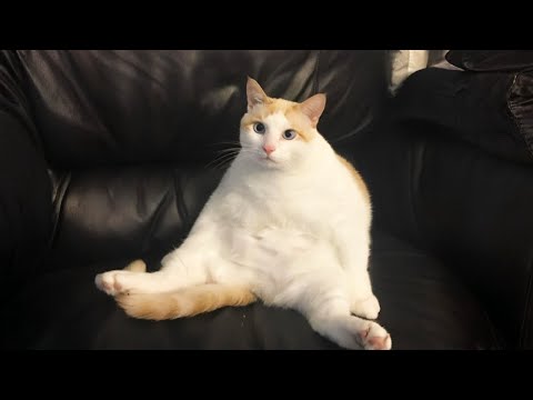 New Funniest Cats Clips 2025😼Try Not To Laugh😜 #24