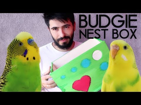 How to make a Budgie Nest - BUDGIE BREEDING & Budgie Nest Box