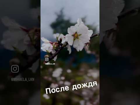 🇹🇷Миндаль цветет | Весна идет | После дождя