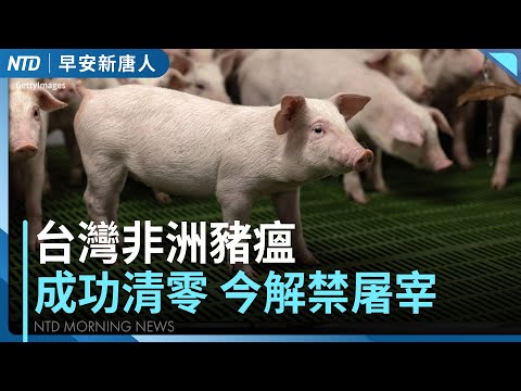 台灣非洲豬瘟清零│太子集團在台核心4人收押！境外高層捲走9億被通緝│馬斯克一兆美元薪酬案通過│注意！鳳凰颱風下週北轉侵台│#早安新唐人│20251107(五)│新唐人亞太台