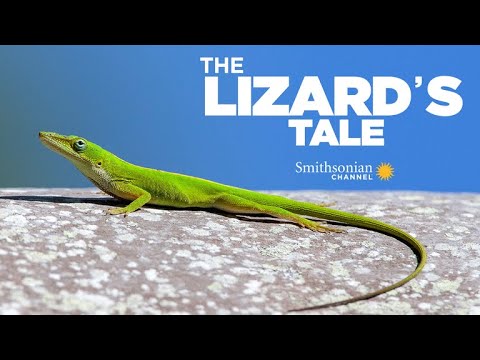 The Lizard's Tale 107: Anoles In The City