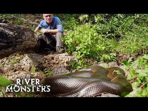 The Best Of Snakes: Anaconda, Krait, Viper! | River Monsters