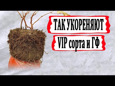 🍇 Узнай!!! Как укореняют черенки  особо дорогих и редких ГФ и сортов винограда.