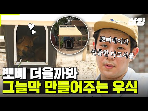 [#여름방학] 역시 댕댕이 마음은 댕댕이가 잘 아네🤭 자기 사랑받는 거 아는 뽀삐 귀여워💚