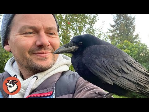 This Wild Crow Visits His Rescuer Every Day For Coffee