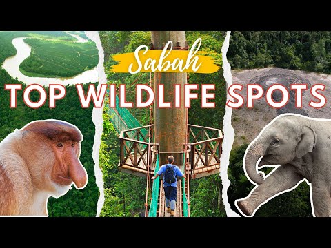Kinabatangan River vs Danum Valley vs Tabin Wildlife Reserve | Sabah | Top Borneo Wildlife