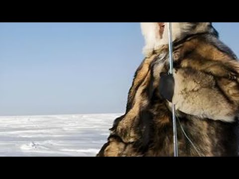 因纽特人能在零下七十度的北极活下来，和吃的食物有很大关系 #因纽特人 #纪录片解说 #极寒天气 #因纽特人的生活