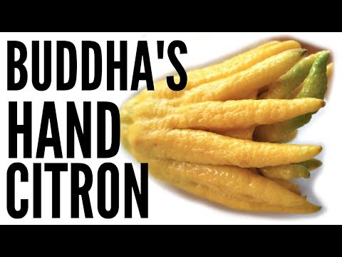 BUDDHAS HAND Taste Test & CANDIED CITRON Recipe | Fruity Fruits