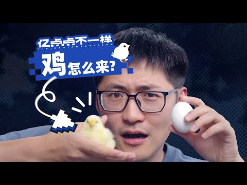 How Chickens Are Born? Filming 21 Days of Egg Incubation!