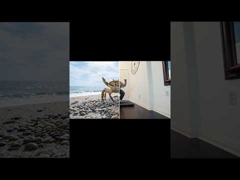 Scuttle around the wild with #Ray3 Modify in Dream Machine.