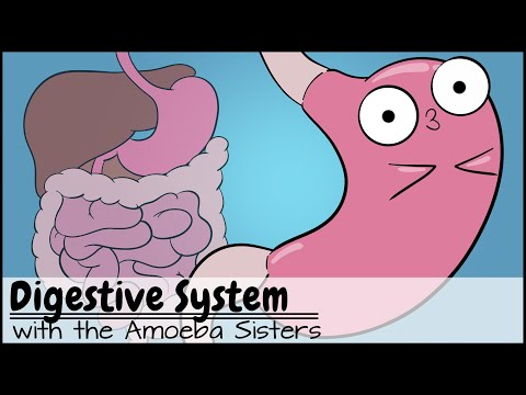 Digestive System