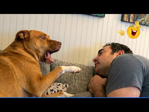 Try Not To Laugh Funny  Dogs Videos 🤣🐶 The Funniest  Dog Moments Compilation 🐾