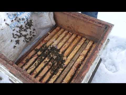 февраль. СЛОЖНАЯ ЗИМОВКА