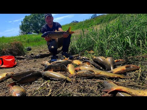 НЕ УСПЕВАЮ ЗАКИНУТЬ ДОНКИ! БЕШЕНЫЙ КЛЕВ КАКОЙ-ТО! САЗАН НА КОРМУШКИ! РЫБАЛКА НЕ ДЛЯ СЛАБОНЕРВНЫХ