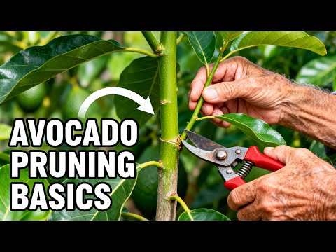 How to Prune an Avocado Tree for Maximum Yield and Plant Health