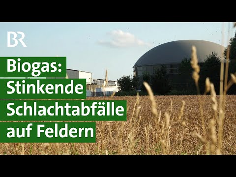 Illegale Geschäfte: Landwirte entsorgen Schlachtabfälle in Biogasanlagen, Doku | Unser Land | BR