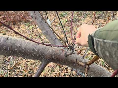 How to grow a peach tree well. How to set up a peach garden. How to get a lot of peaches. How to ...