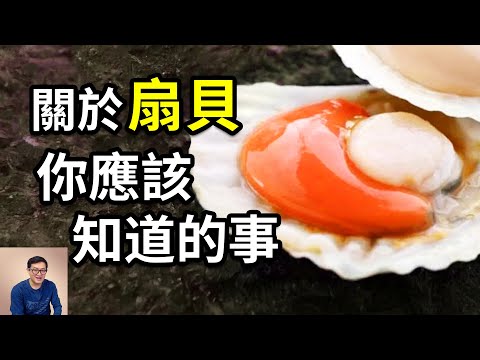 為什麼說扇貝超級詭異？哪些部位能吃，哪些不能吃？干貝和貝柱到底是什麼？關於扇貝你應該知道的事……【老肉雜談】#動物 #海鮮 #扇貝 #美食 #海洋