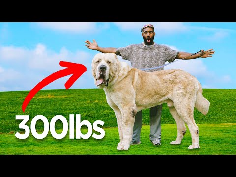 Walking The Worlds Biggest Dogs | THE REAL TARZANN