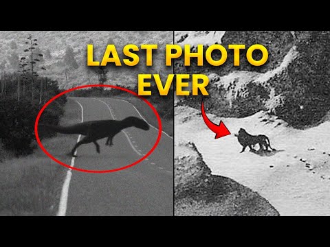 7 Last Photos of Extinct Animals Ever Taken