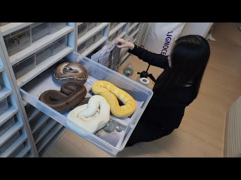 비단뱀 알을 다 자른다는 여성유튜버 집에 갔는데...?대박...!!