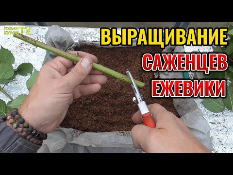 ☝ BLACKBERRY: propagation by green cuttings🌱 in autumn - a secret technique 🔥