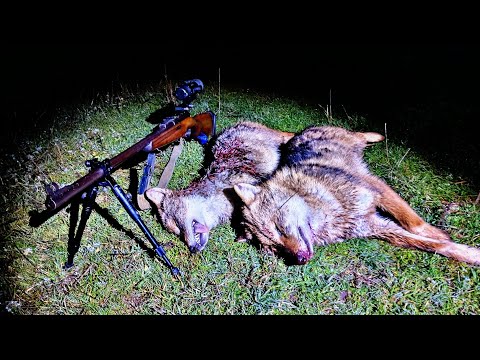 How they HOWLED and the PACK began to SURROUND! Hunting for a PREDATOR.