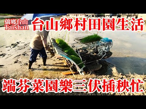 台山鄉村田園生活 端芬 THAISHAN 插秧農忙季節丨農民辛勞付出依舊無法在收入上體現比較城市差距大丨鄉村農家菜園摘菜現摘現煮現吃丨三伏天氣農村鄉間生活點滴 #chinavillagelife