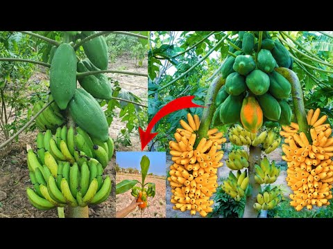 Strange story, papaya tree, banana fruit |How Grafting Papaya with Banana produces the most fruit