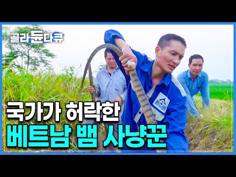보호장비 1도 없이 코브라 맨손으로 잡는 거 실화. 뱀 잡고 생계 유지하는 베트남 정부가 허락한 뱀 사냥꾼들의 작업 스킬(ft. 독사 포획 과정)ㅣ해외 극한직업ㅣ#골라듄다큐